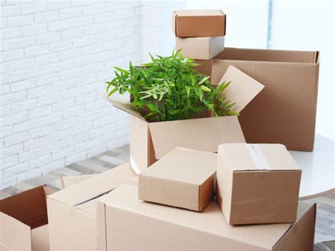 how to ship plant cuttings.